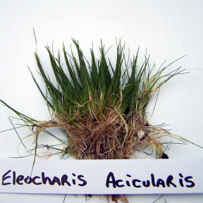 Eleocharis Acicularis