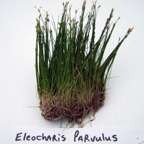 Eleocharis Parvulus