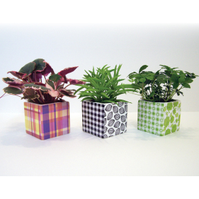 Trio caches-pot avec plantes