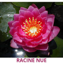 nénuphar rose racine nue